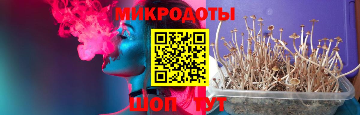 Галлюциногенные грибы Psilocybe  Вход с VPN  Псков 